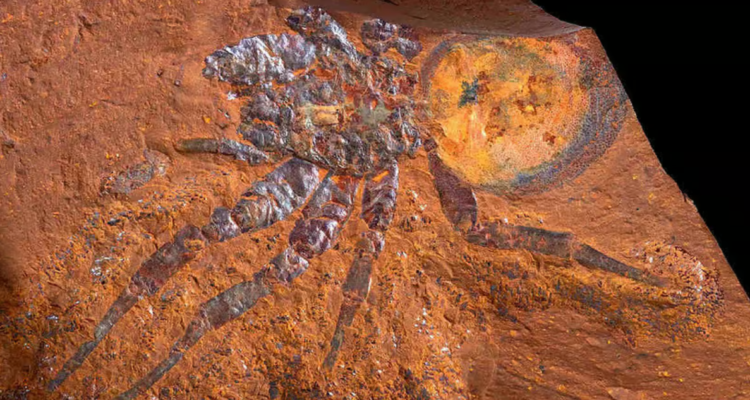 Fósil gigante de araña en Australia