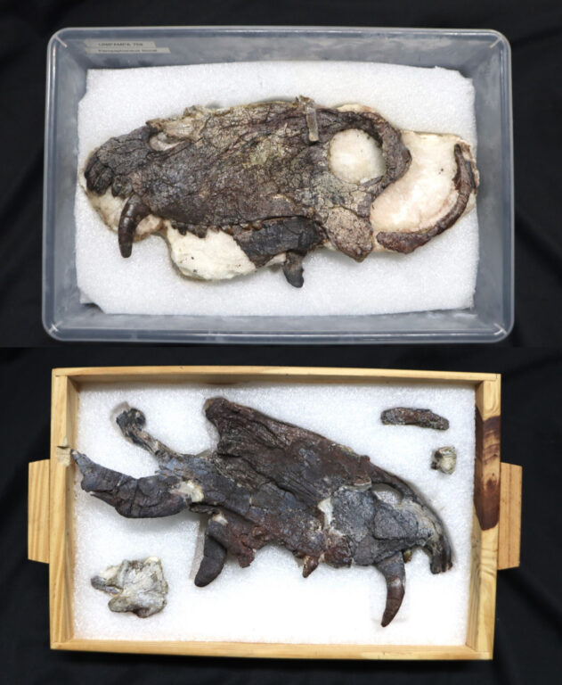 Fósiles de Pampaphoneus biccai | Universidad Federal de Pampa