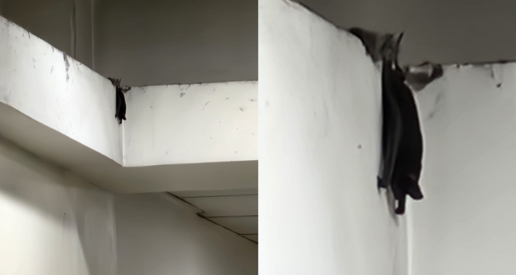 Hallan murciélago al interior de edificio de la Universidad Santo Tomás en Valdivia: aislaron el lugar