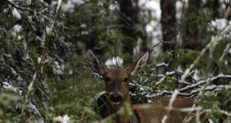 Protección de parques nacionales