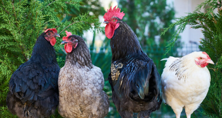 Un paso más cerca de hablar con los animales: científicos logran traducir cacaeros de gallinas con IA