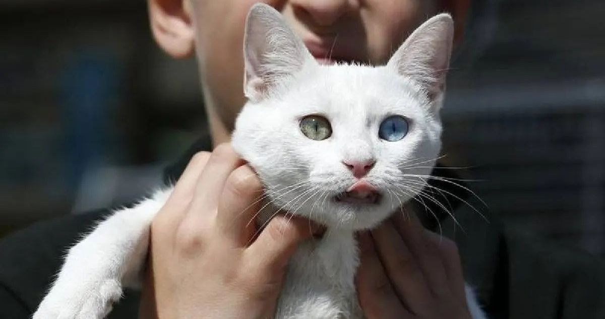 El gobierno de Australia redobla su guerra contra los gatos salvajes y suma a los domésticos por extinción masiva de especies autóctonas.