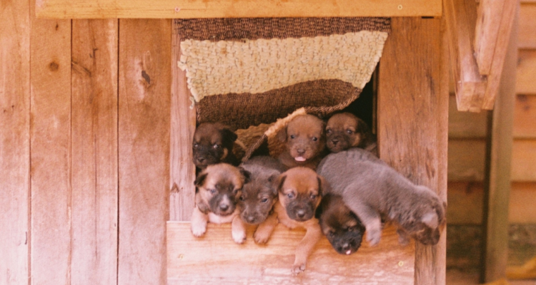 hombre maltrata a perra en punta arenas