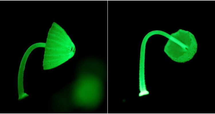 Identifican el primer hongo bioluminiscente de Chile en los bosques australes, el Mycena luxaustralis