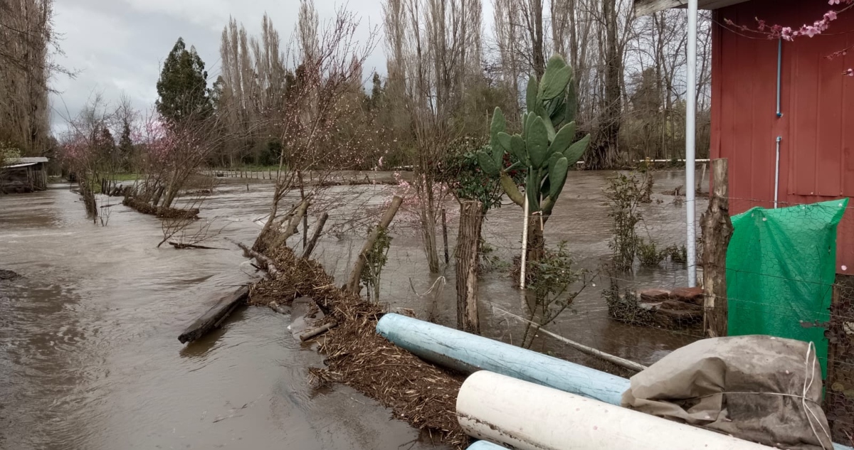 Desborde de río destruyó huerto de avellanos para exportación