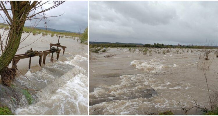 Huerto avellanos exportaciones Santa Bárbara