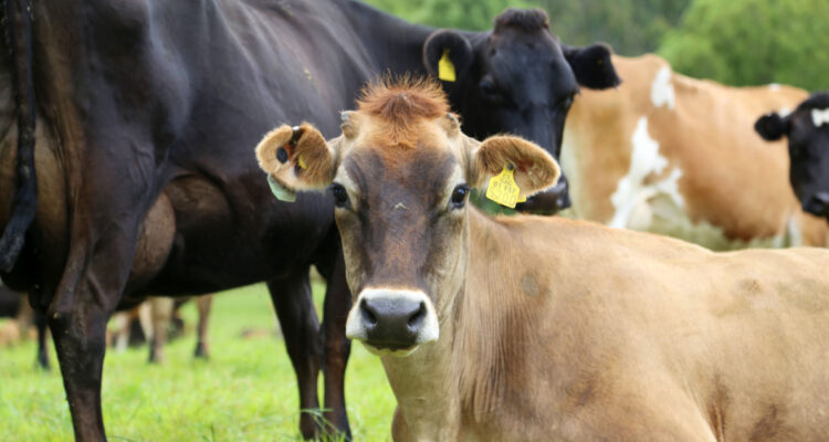 Empresa Manuka certifica sus 59 lecherías en primer estándar de sustentabilidad para predios del rubro
