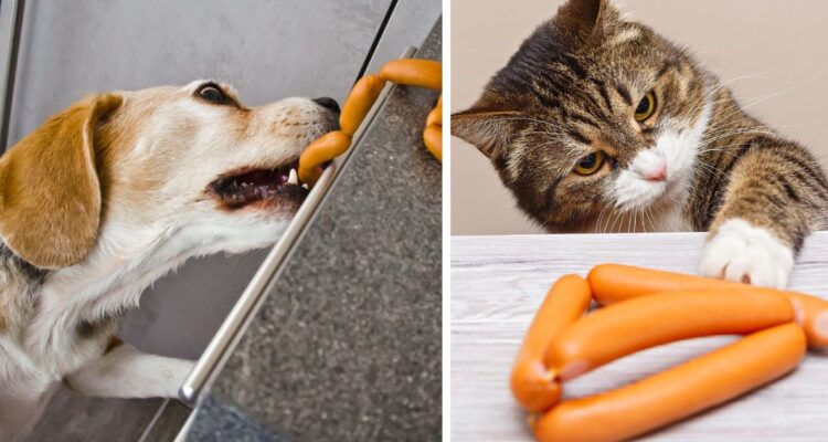 Hay diferentes alternativas para entretener a las mascotas durante el asado de Fiestas Patrias