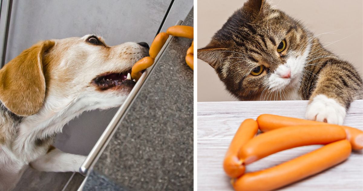 Hay diferentes alternativas para entretener a las mascotas durante el asado de Fiestas Patrias