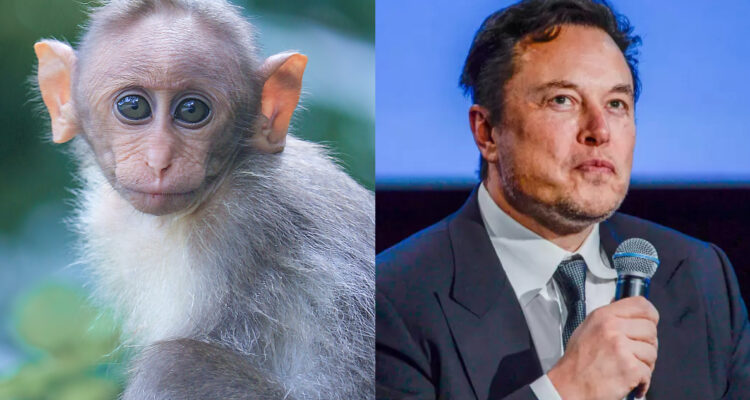 Elon Musk busca voluntarios humanos para probar chips cerebrales: monos murieron en primeras pruebas