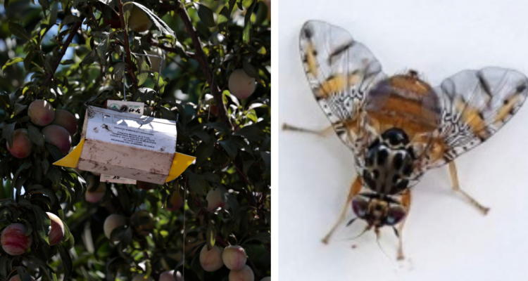 mosca de la fruta