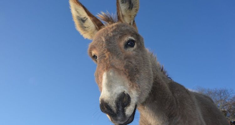 Condenan a autopista a pagar indemnización de $15 millones por accidente provocado por cruce de mulas