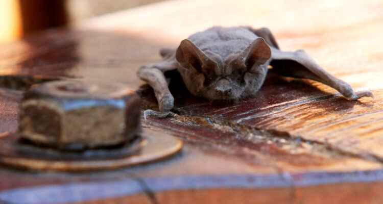 murcielagos en regiona de los rios