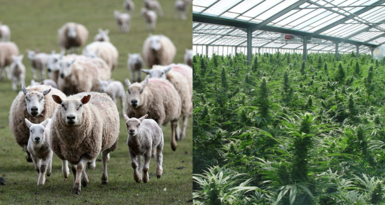 Ovejas comen 100 kilos de cannabis