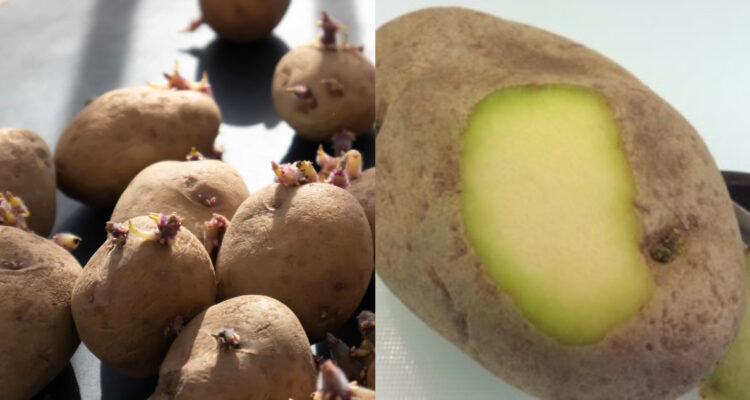 Las papas con brotes y manchas verdes son tóxicas para la salud.