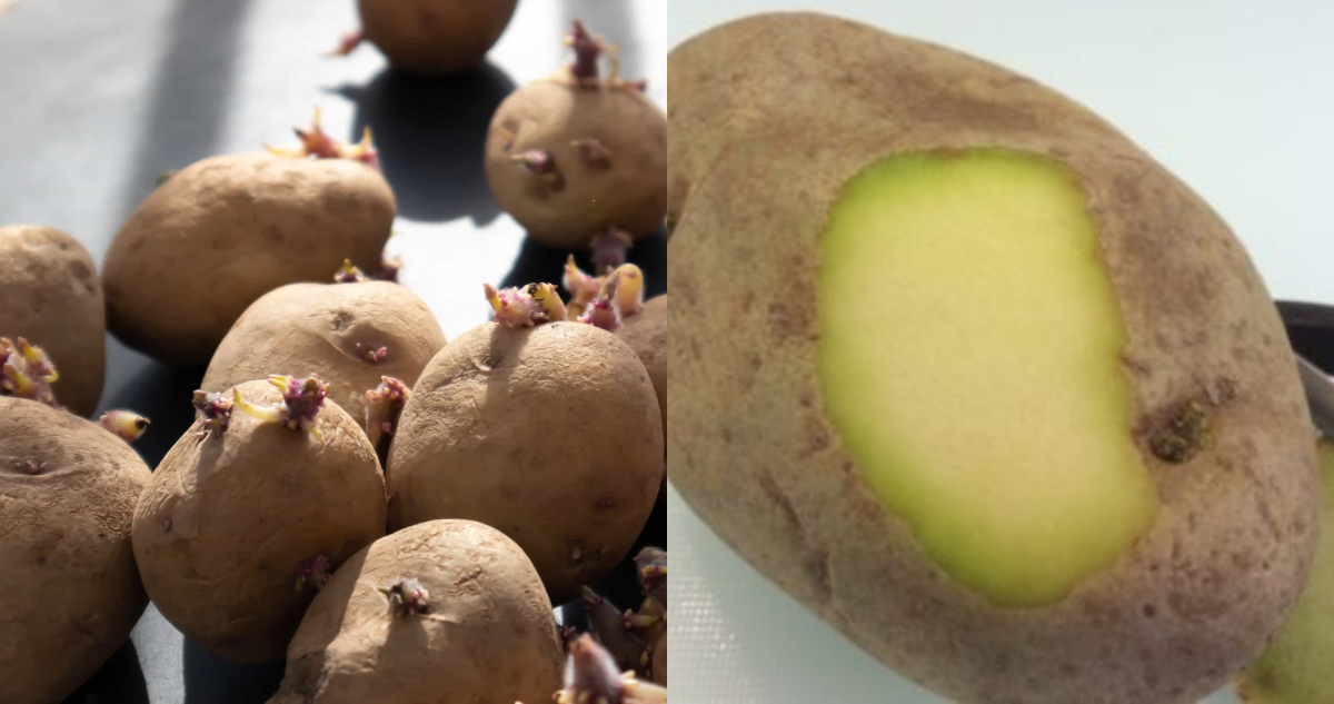 Las papas con brotes y manchas verdes son tóxicas para la salud.