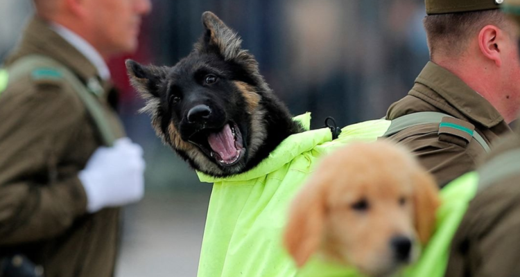 Perritos de Carabineros destacados por la BBC