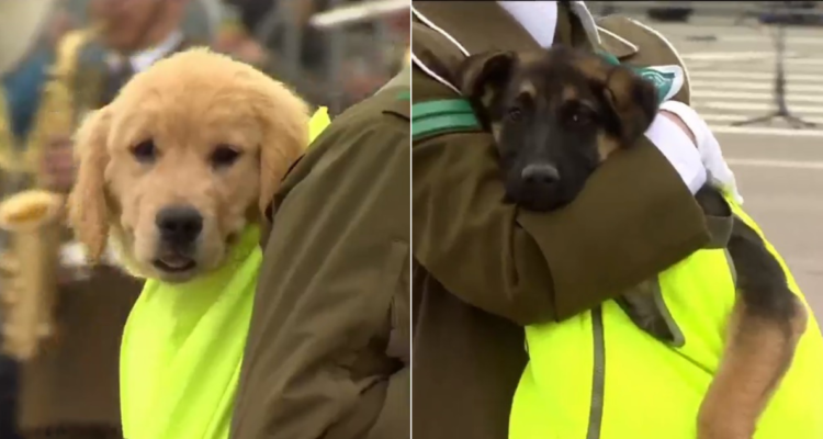 Perritos de Carabineros en Parada Militar