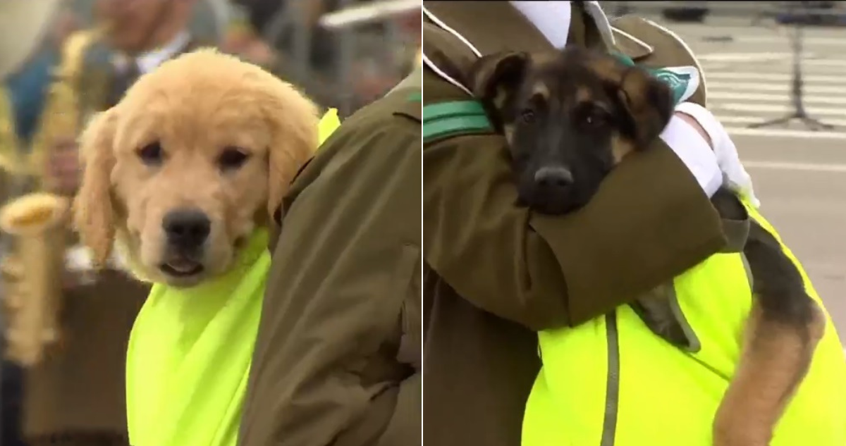 Perritos de Carabineros en Parada Militar