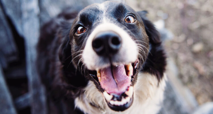 ¿Cómo hablas con tu perro?: La ciencia dice que prefieren que les hablen como bebés y con voz femenina