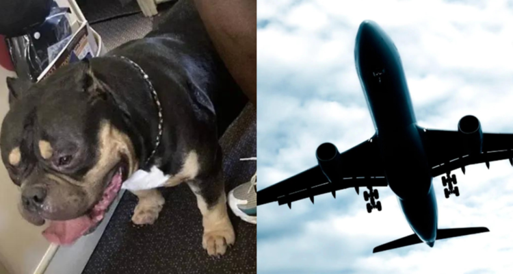 Perro con gases y flatulencias arruina viaje en avión
