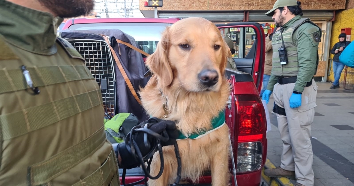 Perro detecta a un pasajero portando marihuana y éxtasis en terminal de Estación Central