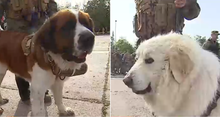 Perros debutan en Parada Militar