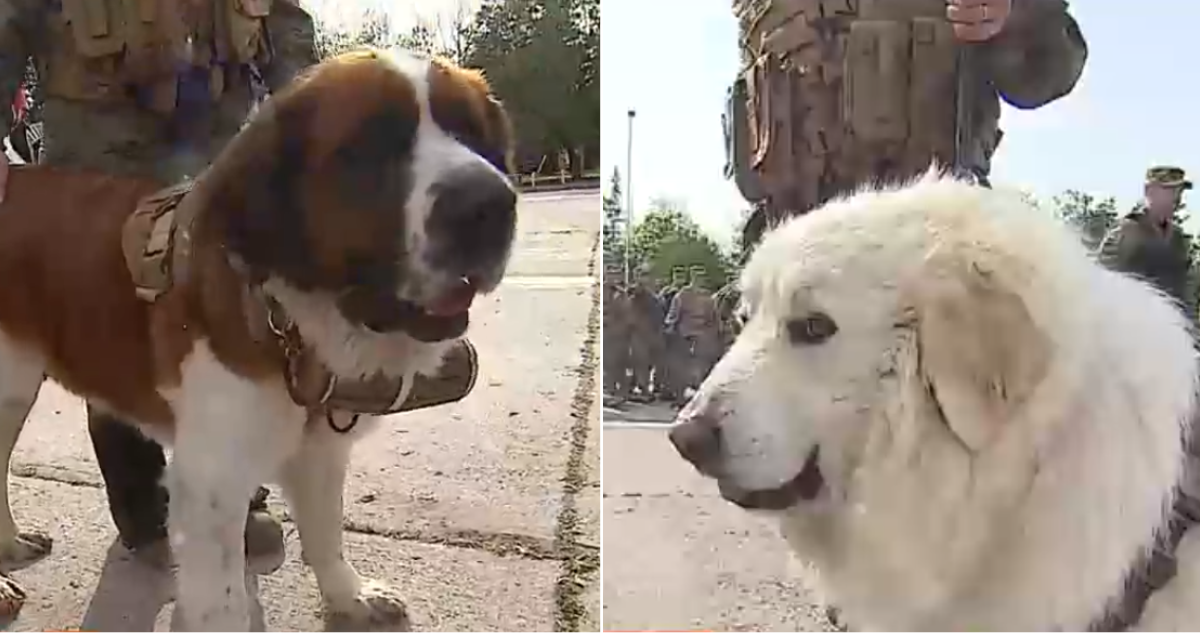 Perros debutan en Parada Militar
