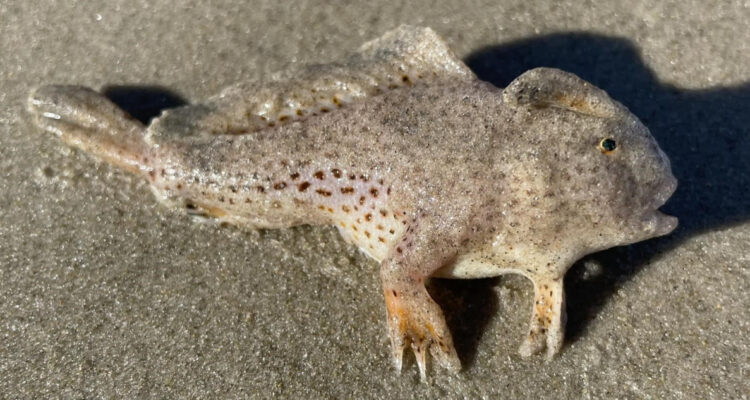 Encuentran un pez mano en Tasmania