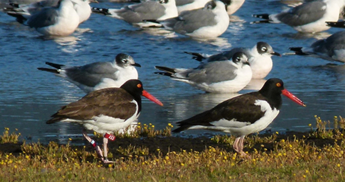 MMA presentó plan de acción para proteger a las aves playeras: “Son especies altamente amenazadas”