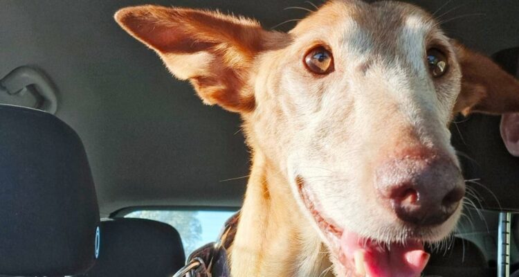 Pluto busca un hogar para pasar sus últimos meses de vida