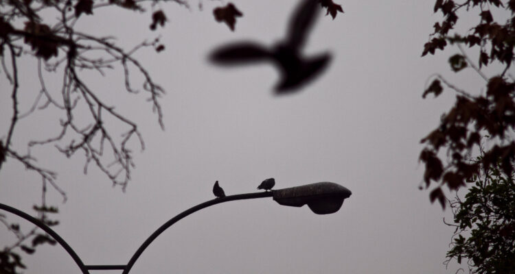 Vecinos de Santa Sabina en Concepción acusan que falta de alumbrado público propicia robos en sector