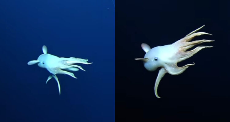 Captan un extraño pulpo “Dumbo” a 8.000 pies bajo el mar: sus aletas parecen orejas