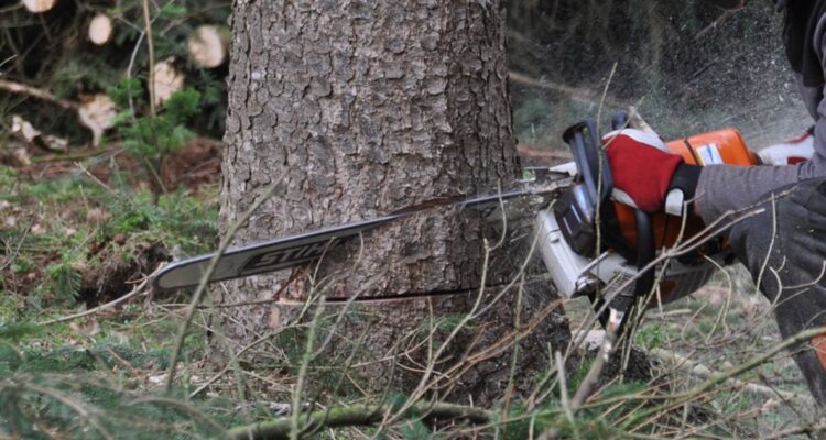 Hombre muere aplastado por árbol en La Unión