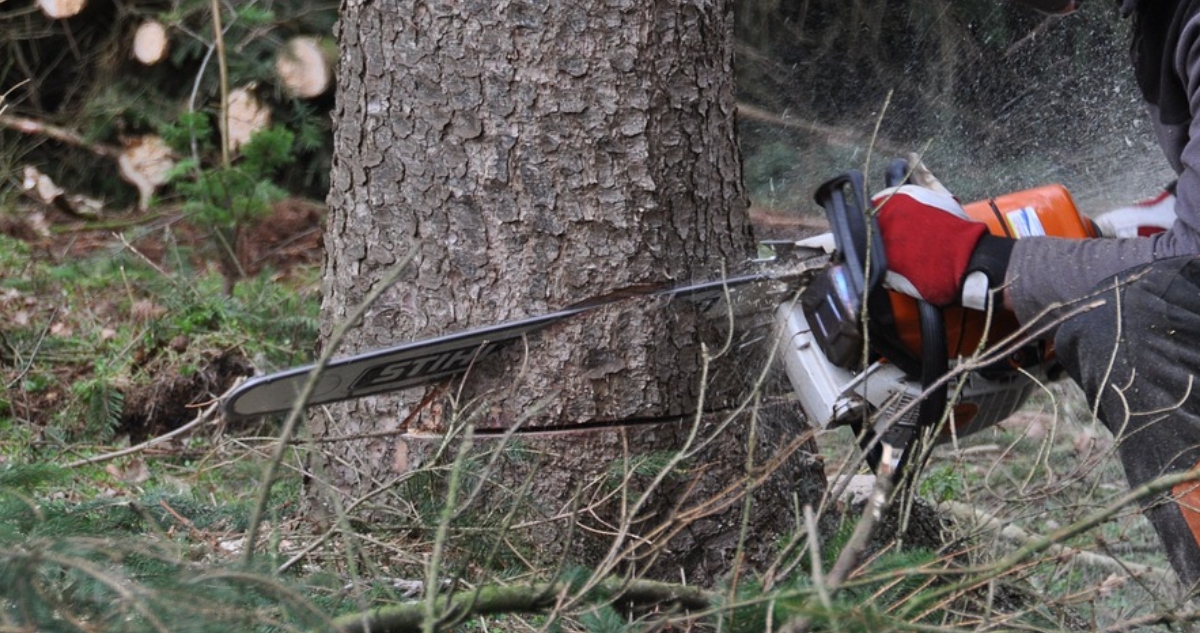Hombre muere aplastado por árbol en La Unión