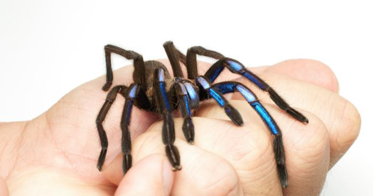 Descubren nueva especie de tarántula en Tailandia y su color es de los más raros en la naturaleza