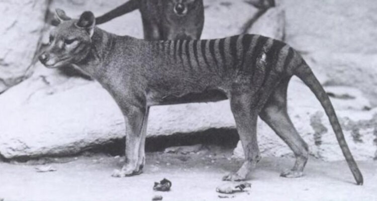 Científicos recuperan por primera vez el ARN de un animal extinto hace 81 años, el tigre de Tasmania