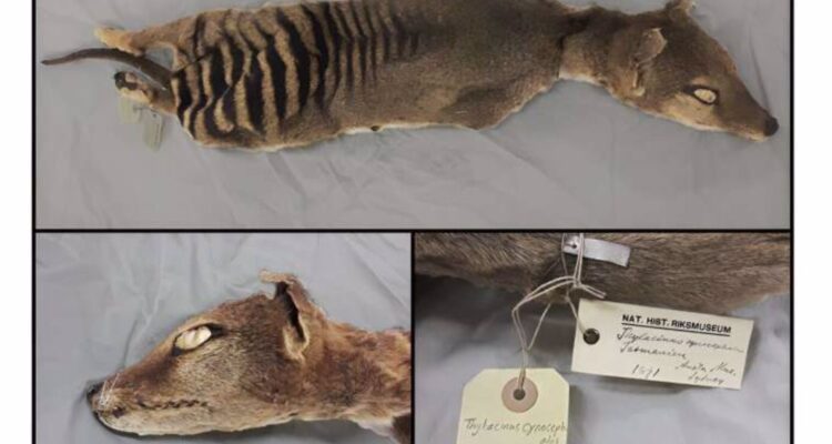 Científicos recuperan por primera vez el ARN de un animal extinto hace 81 años, el tigre de Tasmania 