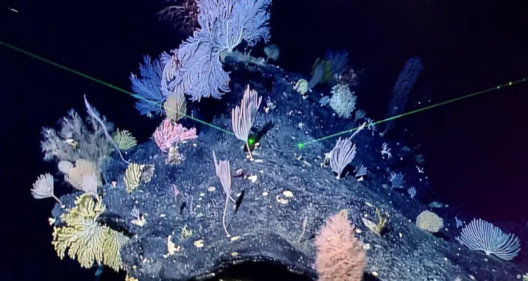 Monte submarino de la Fosa de las Marianas, situado en el océano Pacífico occidental.