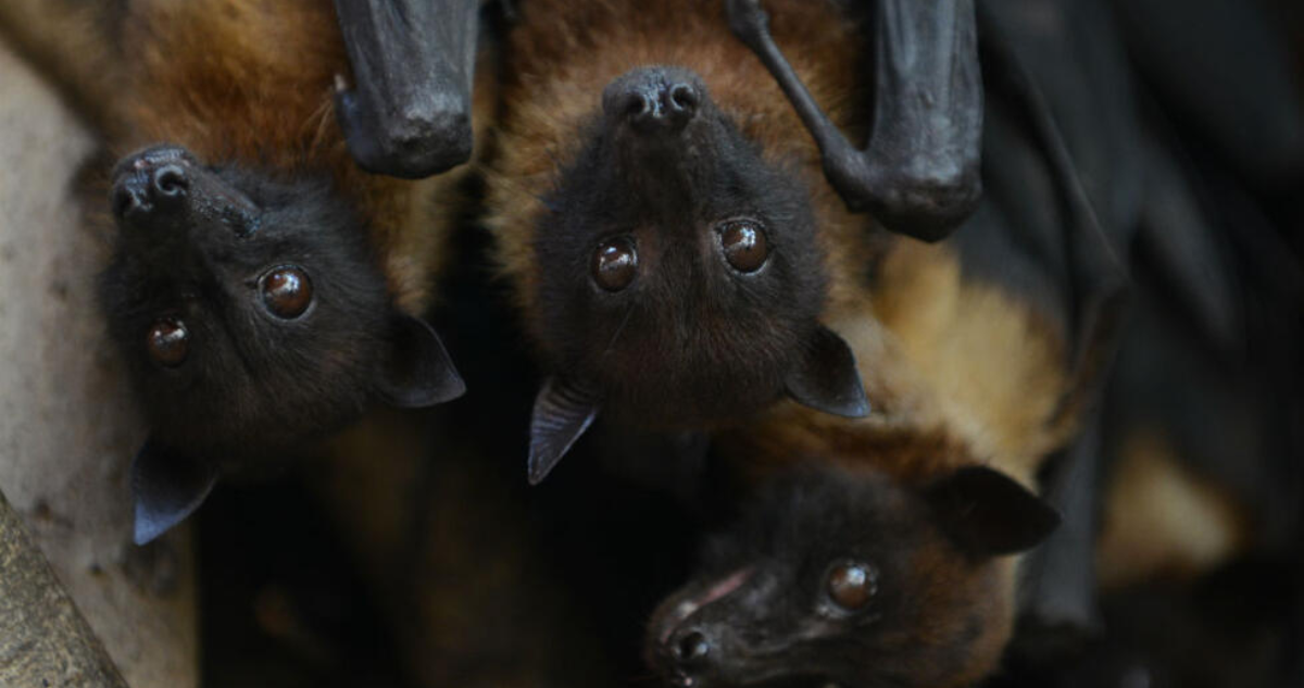 El murciélago es el huésped natural del virus Nipah