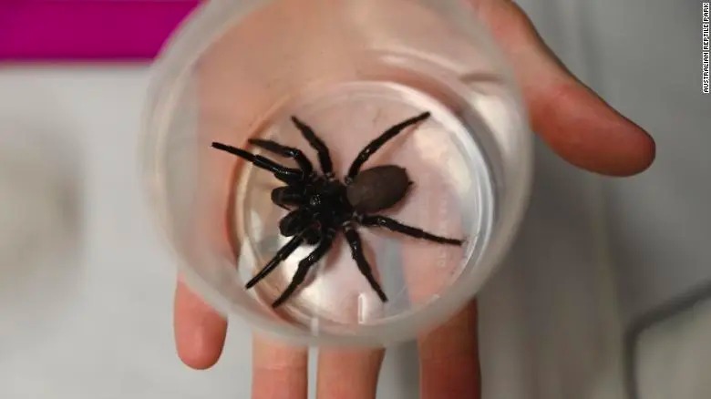 Megafauna en Australia: ¿Por qué las arañas son tan grandes y los animales tan exóticos en el país? 