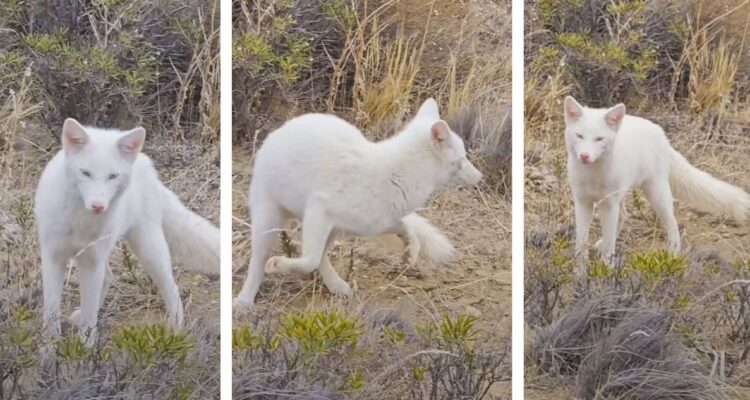 El zorro albino fue visto en la Patagonia