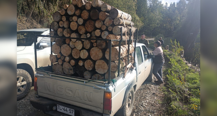 Detienen a 7 personas por robo de madera en Mariquina: quedaron libres a espera de ser citados