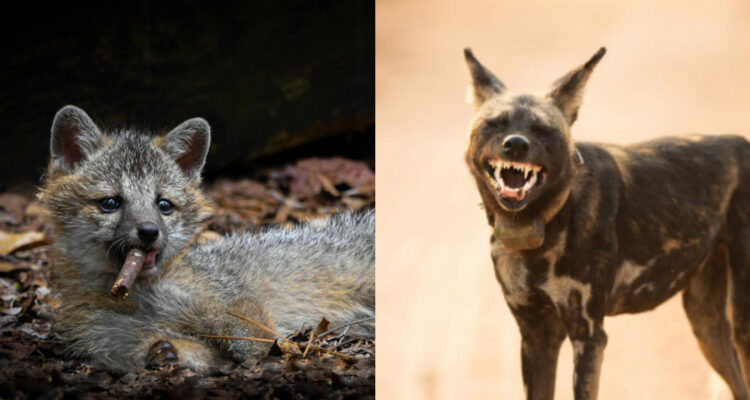 FOTOS | Finalistas de los Comedy Wildlife Photography Awards 2023 dejaron cómicas postales de animales