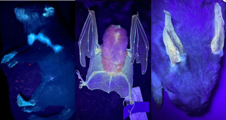 ¿Ventaja evolutiva?: Identifican 125 nuevas especies de mamíferos que son fluorescentes