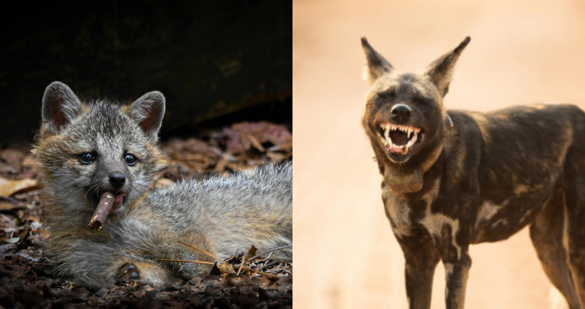 FOTOS | Finalistas de los Comedy Wildlife Photography Awards 2023 dejaron cómicas postales de animales