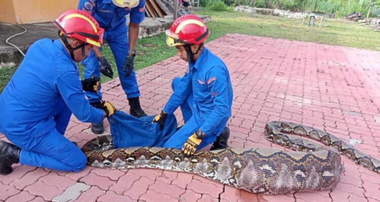 Atrapan serpiente pitón de 7 metros y 140 kilos tras comerse una cabra en Malasia
