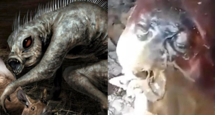 ¿El “chupacabras”? Cazadores encontraron extraño animal con apariencia “vampírica” en Brasil