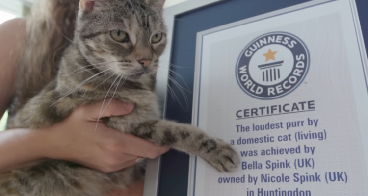 Gatita británica alcanza el Record Guiness del ronroneo más fuerte logrado por un felino doméstico