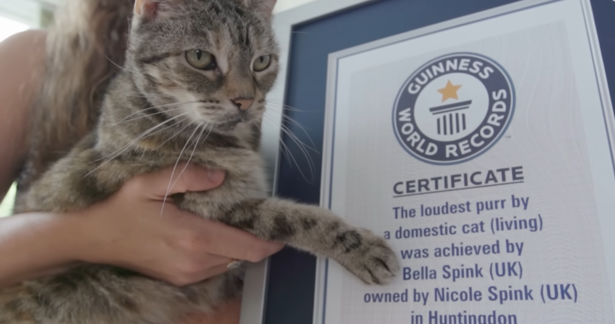 Gatita británica alcanza el Record Guiness del ronroneo más fuerte logrado por un felino doméstico